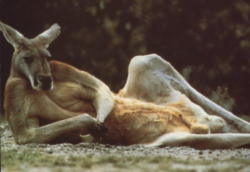 Image of australian centerfold.jpg